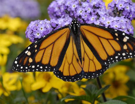 Florida monarch butterfly populations have dropped 80 percent since ...