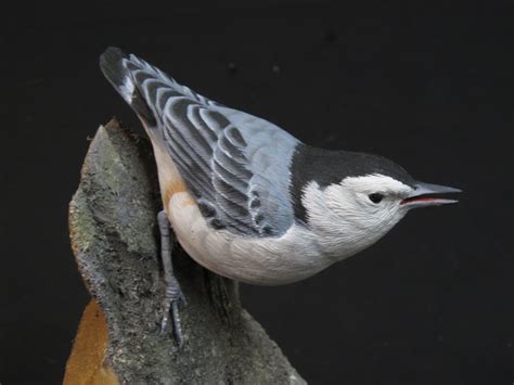 Pin by W.studio on Nuthatch | Bird, Red breasted nuthatch, Nuthatch