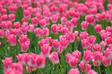 ảnh hoa tulip đẹp nhất thế giới | Z photos - Z photos