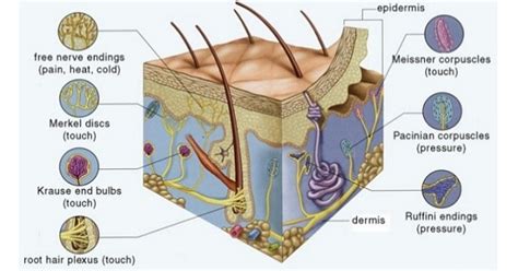 Features Of Sensory Receptors - www.medicoapps.org