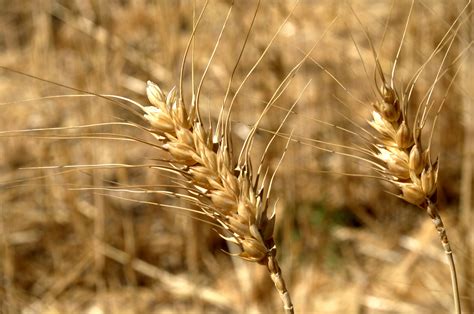 Wheat grains HD wallpaper | Wallpaper Flare