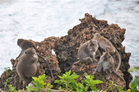 Uluwatu Monkey Forest in Bali - Discover the ‘Monkey Kingdom’ at ...