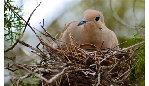 Collection Of The Top 70+ Great How Many Times Does A Bird Lay Eggs Today