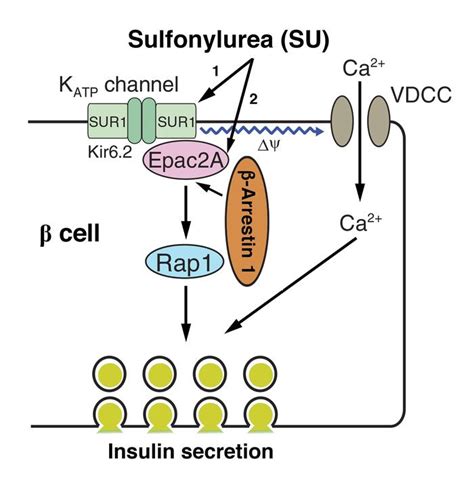 Sulfonylureas Mechanism Of Action - cloudshareinfo