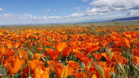 Antelope Valley California Poppy Reserve CA | March 3rd 2017 [OC ...