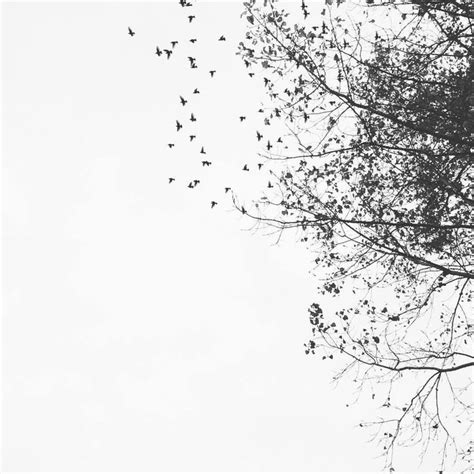 black and white photograph of birds flying in the sky above trees with ...