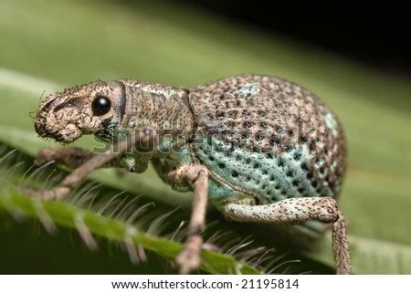 Cute Weevil Stock Photo 21195814 : Shutterstock