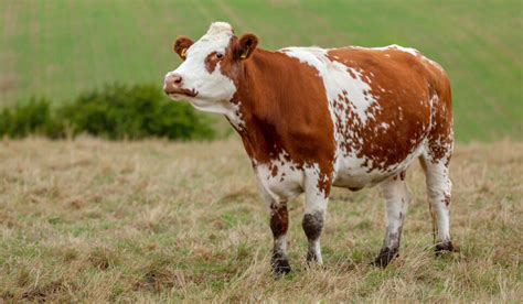 Scottish Cattle Breeds - Farmhouse Guide