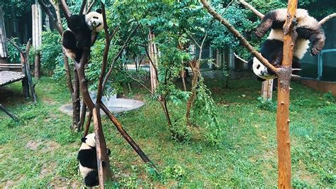 How to Visit China's Chengdu Panda Base