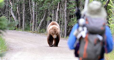 The Psychological Reason Why People Approach Large Animals