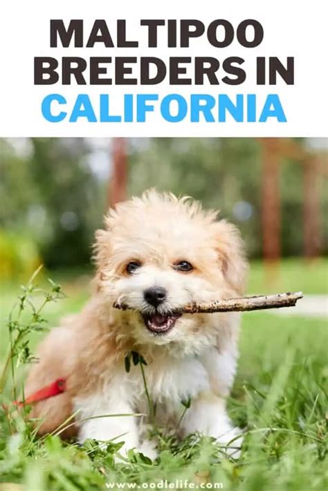 7 Best Maltipoo Breeders In California 2024 - Oodle Life