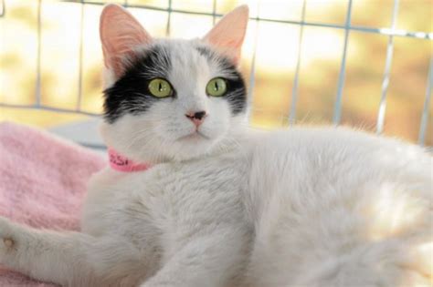 Snuggle with Ivory the cat at the East Valley Animal Shelter – Daily News