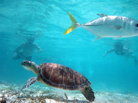 Belize Coral Reef Animals