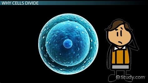 Cell Division Types & Process - Lesson | Study.com