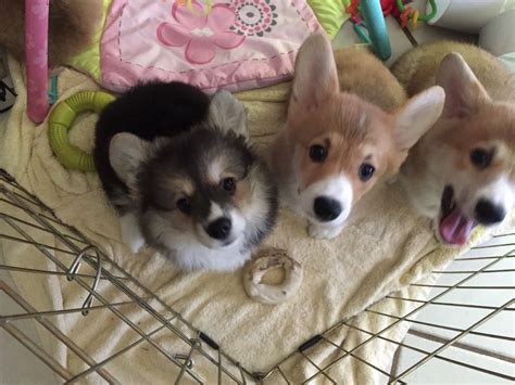 Corgi Puppies For Adoption Colorado | matthewmcewen