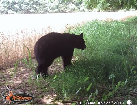 Trail Cam: First Big Buck 2013 - Big Deer