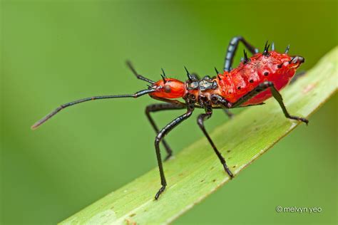 Melvyn's Photography: Reduviidae, Assassin Bug