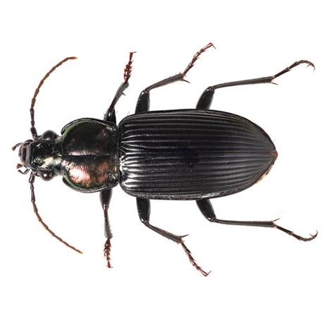 Ground Beetle Identification & Info | Bug Out - Pest Control and ...