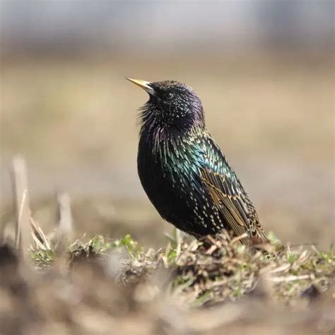 Common Starling - Facts, Diet, Habitat & Pictures on Animalia.bio