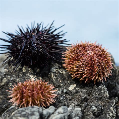 How to Choose the Right Sea Urchin for Sushi