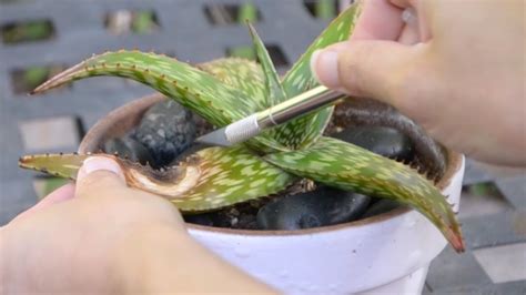 How to Propagate an Aloe & Succulent Collection Update - YouTube