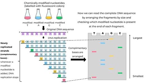 What Is Next-Generation Sequencing and Why do we Need it? · Frontiers for Young Minds