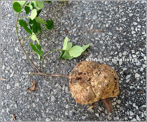 Heidi Horticulture: Euonymus Crown Gall - Agrobacterium tumefaciens