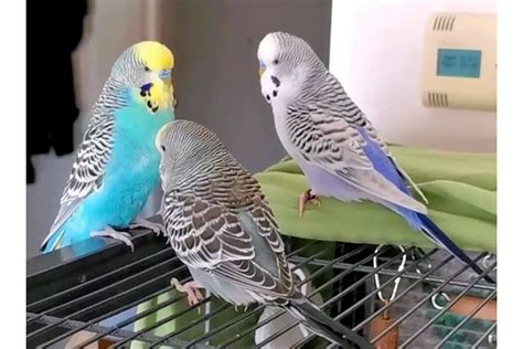 Budgies Singing - What Does It Mean When a Budgie Sings?