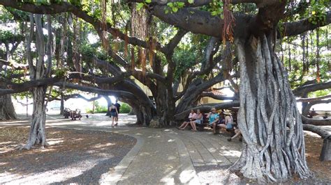 LAHAINA BANYAN COURT PARK - LAHAINA - WEST MAUI - HAWAII - YouTube