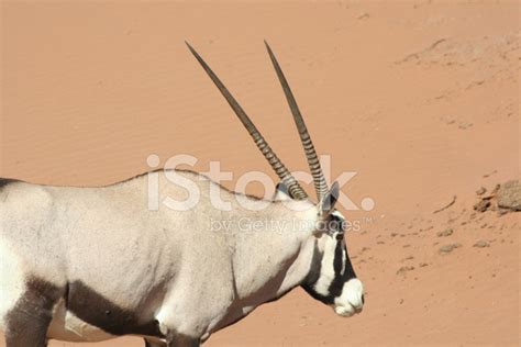 Oryx In The Dunes Of Sossusvlei, Namib Desert, Namibia, Africa Stock Photo | Royalty-Free ...