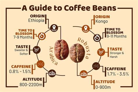 a guide to coffee beans info graphic