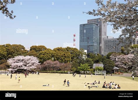 Cherry blossom in the Imperial Palace East Garden Tokyo Japan Stock ...