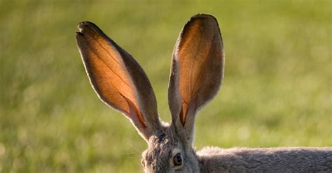 Find the Ear Animals Quiz - By alvir28