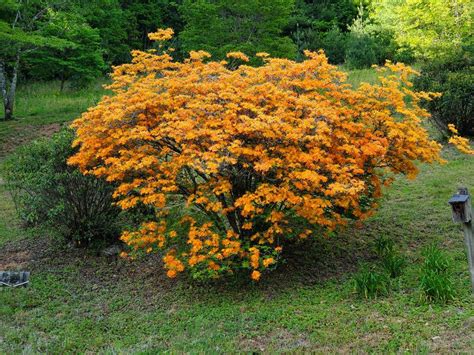 Flame Azalea for sale at Maples N More Nursery