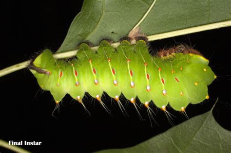 Polyphemus Moth Rearing