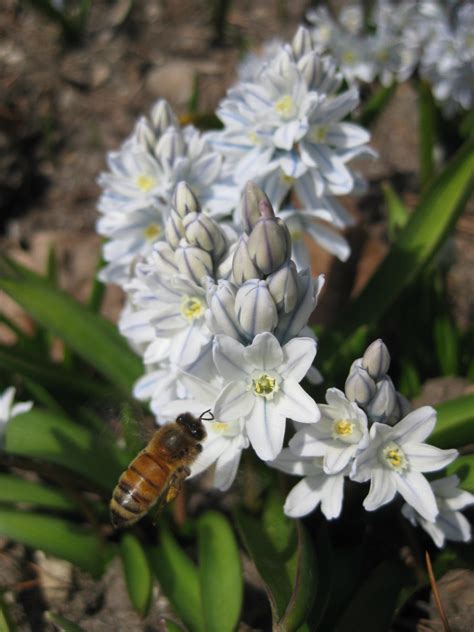 Striped Squill - Know It, Grow It - Rotary Botanical Gardens