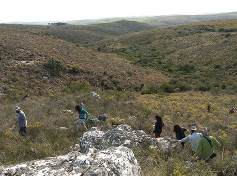 What is Renosterveld? : r/conservation