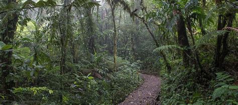 Monteverde Cloud Forest Lodge