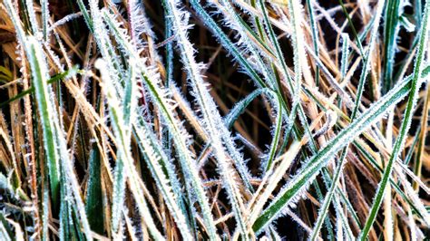 Download wallpaper 1920x1080 grass, frost, dry, macro full hd, hdtv ...