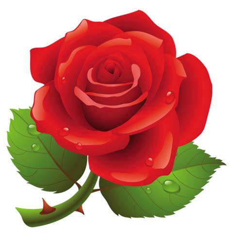 Red Rose PNG Art Picture | Rose clipart, Red rose png, Red roses