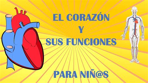 El CORAZÓN humano y sus funciones para niños. Vídeos educativos para ...