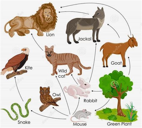 # 140 Food web | Biology Notes for IGCSE 2014 & 2022