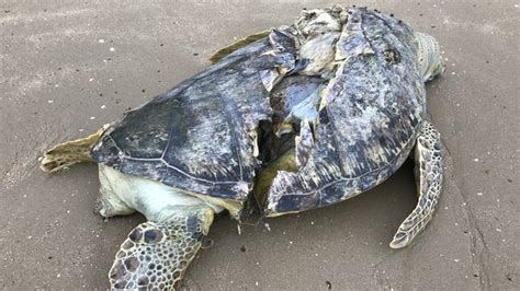 "Struggling to Survive: Turtle with Cracked Shell Fights for Help from Land" !g - Malise