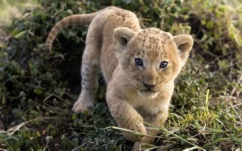 Download Baby Animal Animal Lion HD Wallpaper