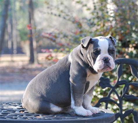 Rare Color inheritance in my Old English bulldogs puppies - Olde South ...