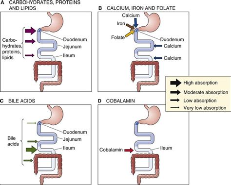 Nutrient Absorption Diagram