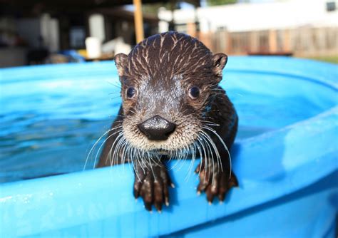 Live. Wild. Animal Exhibition: Otterfest - Lindsay Wildlife Experience