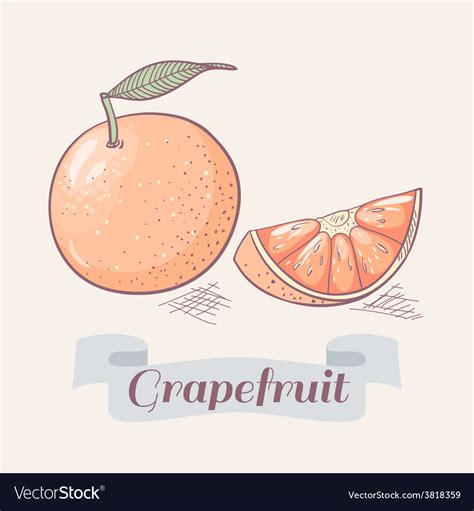 Grapefruit Royalty Free Vector Image - VectorStock