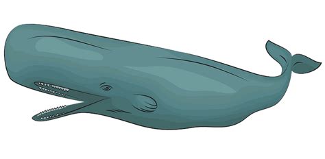 Sperm whale PNG transparent image download, size: 800x392px