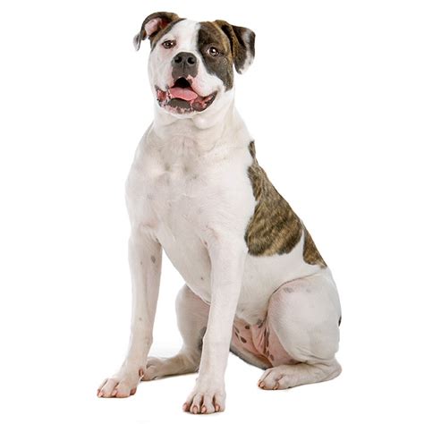 American Bulldog - Temperament, Lifespan, Shedding, Puppy